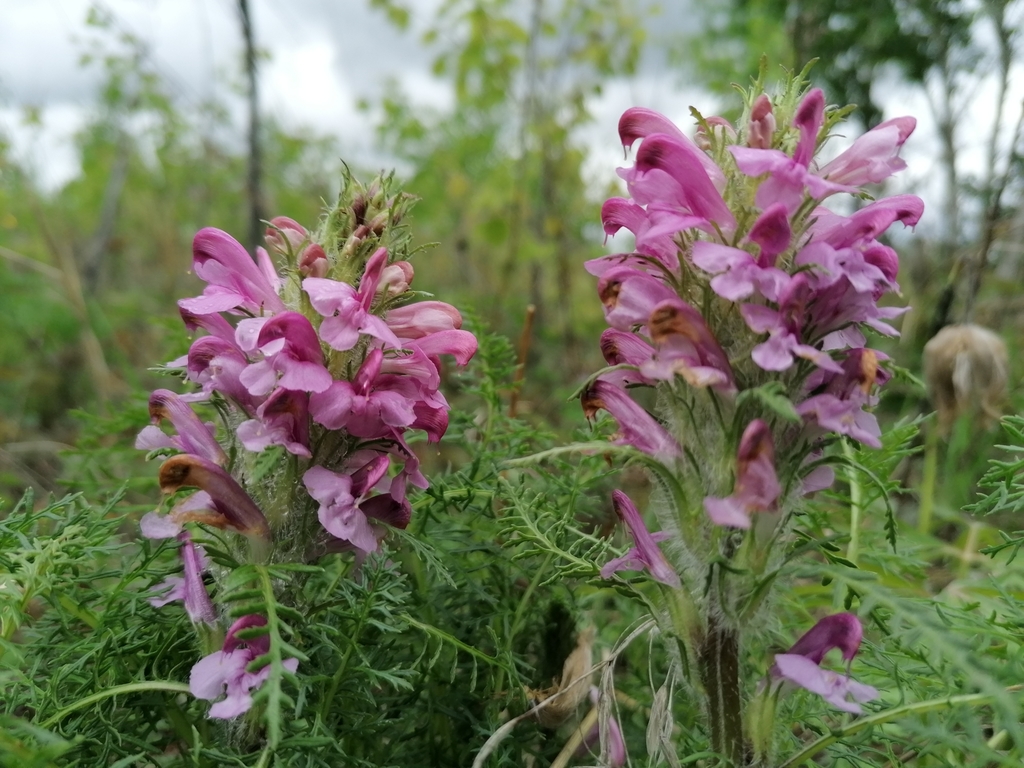 Pedicularis rubens
