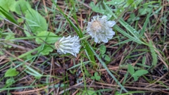 Trifolium eriocephalum