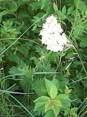 Filipendula vulgaris