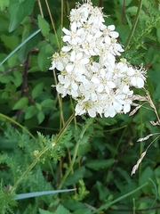 Filipendula vulgaris