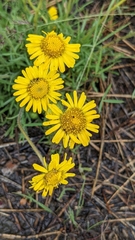 Erigeron linearis