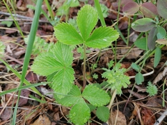 Fragaria orientalis