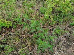 Astragalus membranaceus
