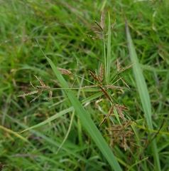 Cyperus intactus