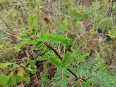 Astragalus membranaceus