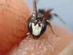 Hylaeus leptocephalus