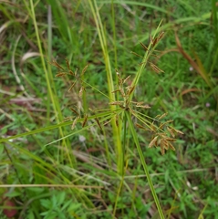 Cyperus intactus