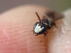 Hylaeus leptocephalus