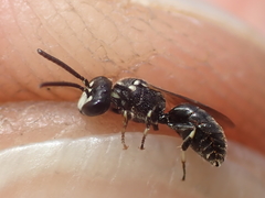 Hylaeus leptocephalus