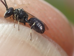 Hylaeus leptocephalus