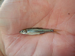 Notropis volucellus