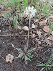 Taraxacum dissectum