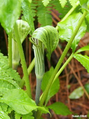 Arisaema stewardsonii
