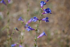 Penstemon heterophyllus purdyi