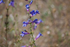 Penstemon heterophyllus purdyi