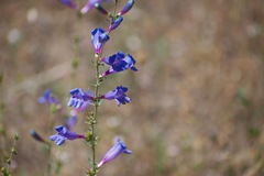 Penstemon heterophyllus purdyi