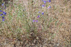 Penstemon heterophyllus purdyi