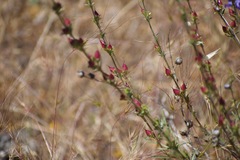Penstemon heterophyllus purdyi