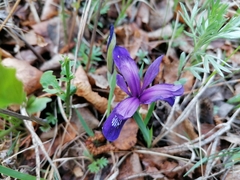 Iris uniflora