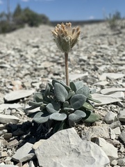 Chamaechaenactis scaposa