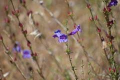 Penstemon heterophyllus purdyi