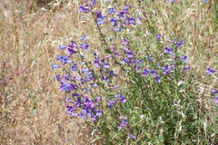 Penstemon heterophyllus purdyi