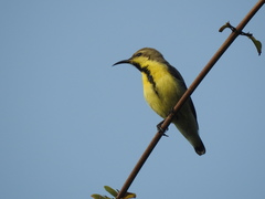 Cinnyris asiaticus