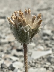 Chamaechaenactis scaposa