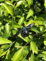 Xylocopa caerulea