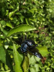 Xylocopa caerulea
