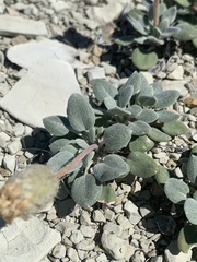 Chamaechaenactis scaposa