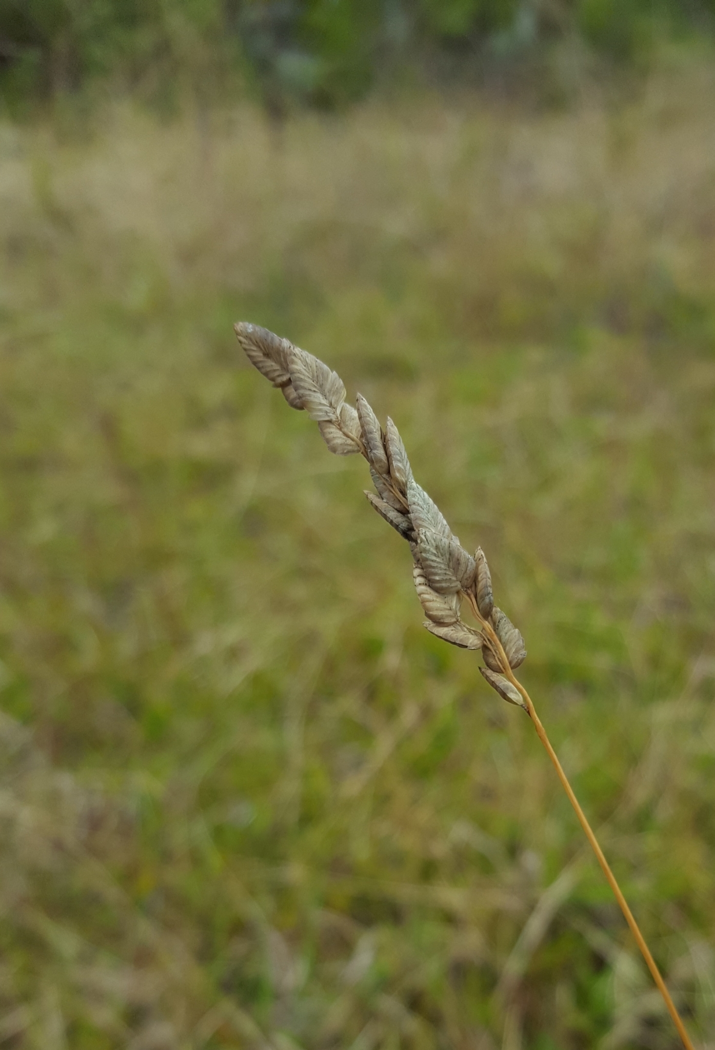 (c) François Rousseu, certains droits réservés (CC BY-NC) https://www.inaturalist.org/observations/120113814