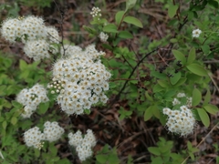 Spiraea media