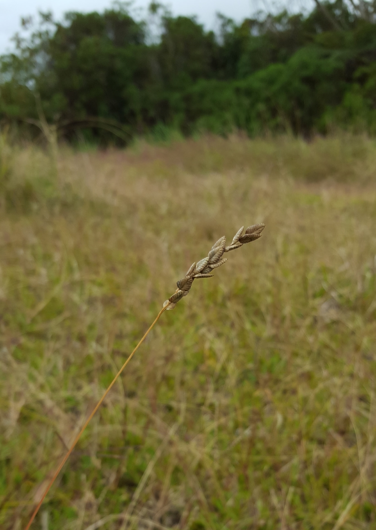(c) François Rousseu, certains droits réservés (CC BY-NC) https://www.inaturalist.org/observations/120113814