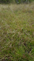 Eragrostis capensis