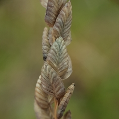 Eragrostis capensis