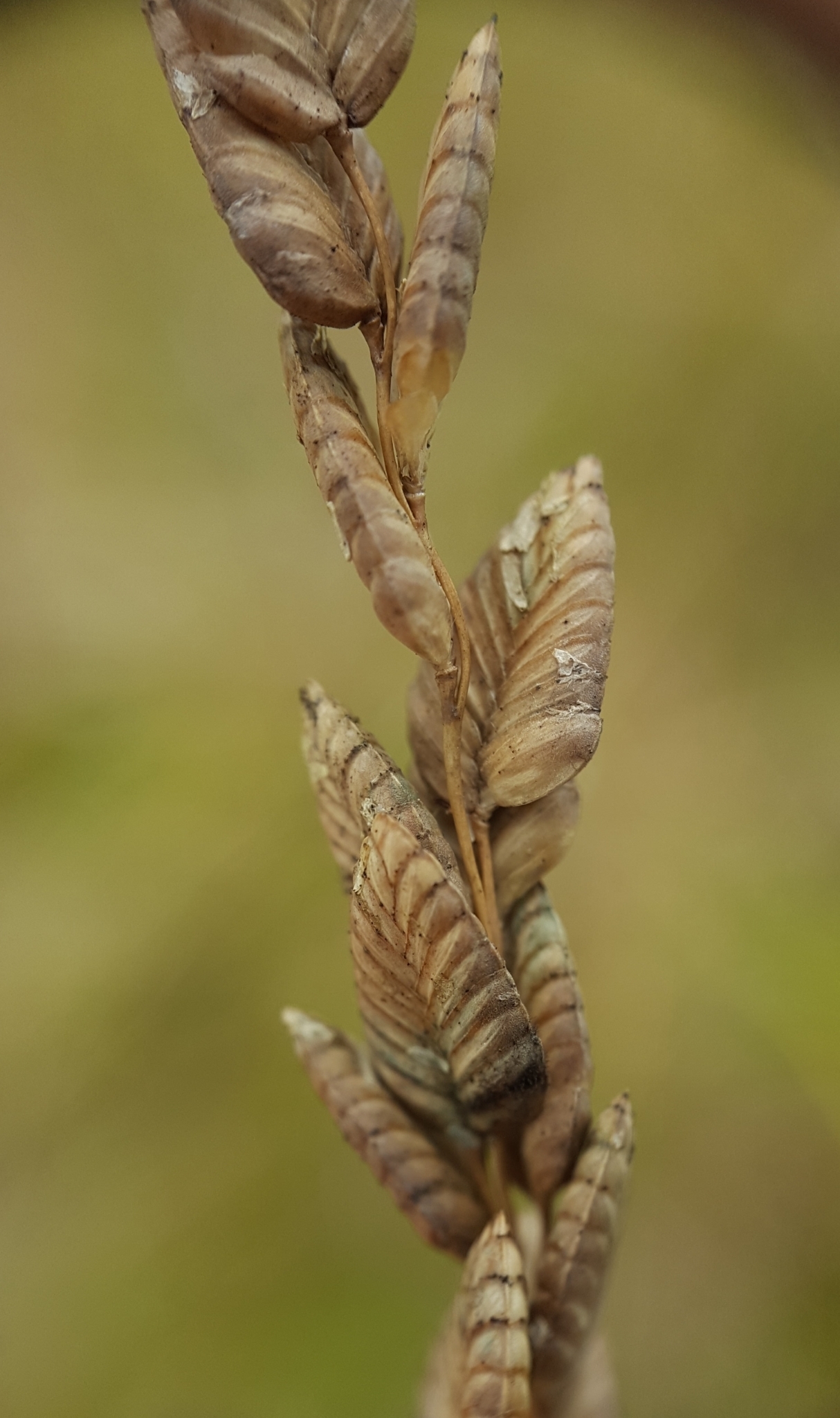 (c) François Rousseu, certains droits réservés (CC BY-NC) https://www.inaturalist.org/observations/120113814