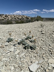 Chamaechaenactis scaposa