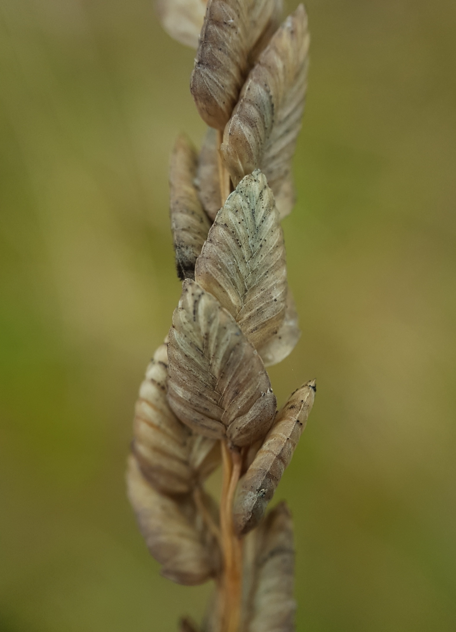 (c) François Rousseu, certains droits réservés (CC BY-NC) https://www.inaturalist.org/observations/120113814