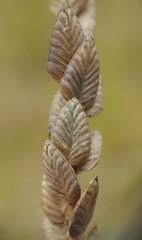 Eragrostis capensis