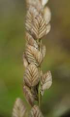 Eragrostis capensis