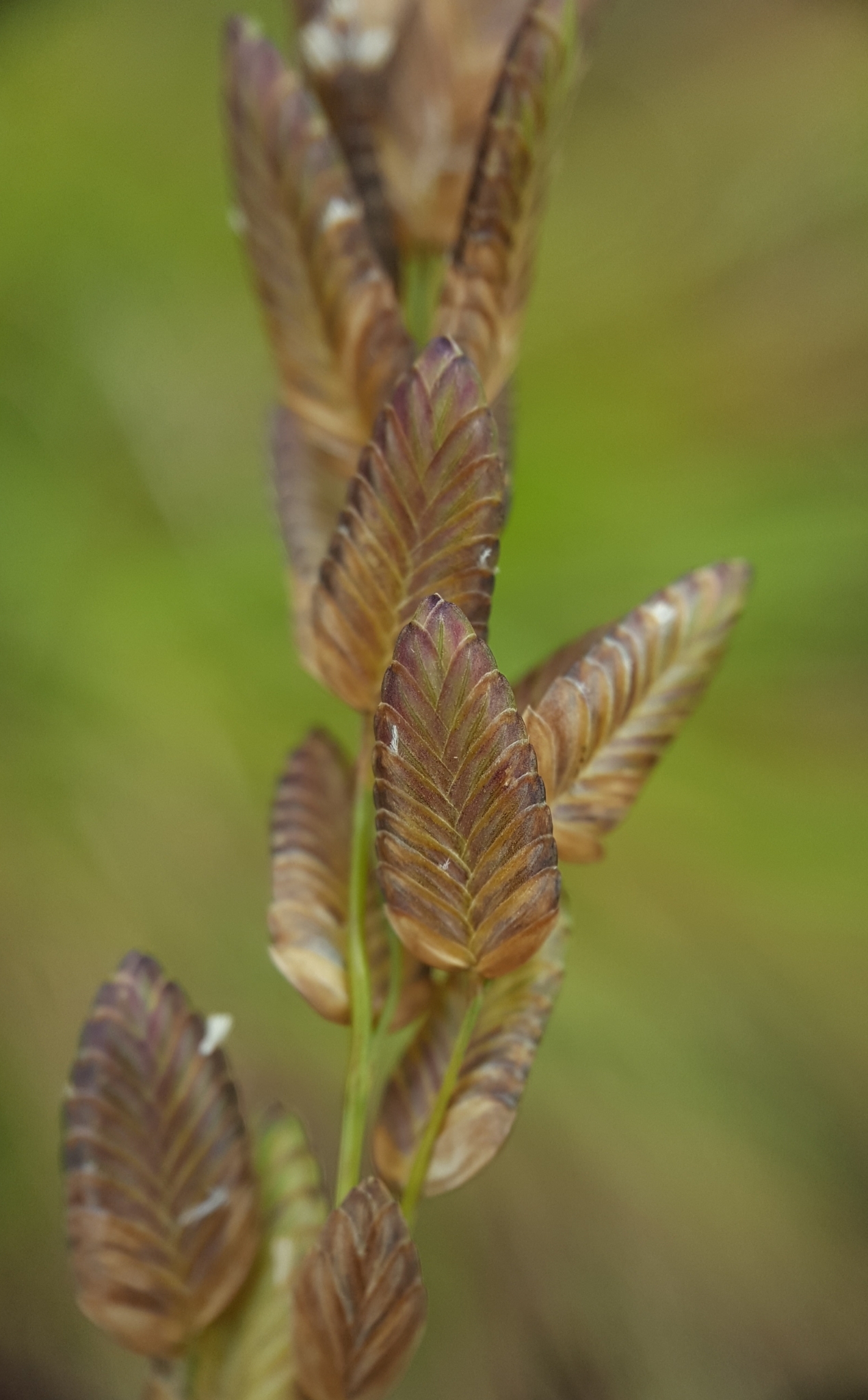 (c) François Rousseu, certains droits réservés (CC BY-NC) https://www.inaturalist.org/observations/120113814
