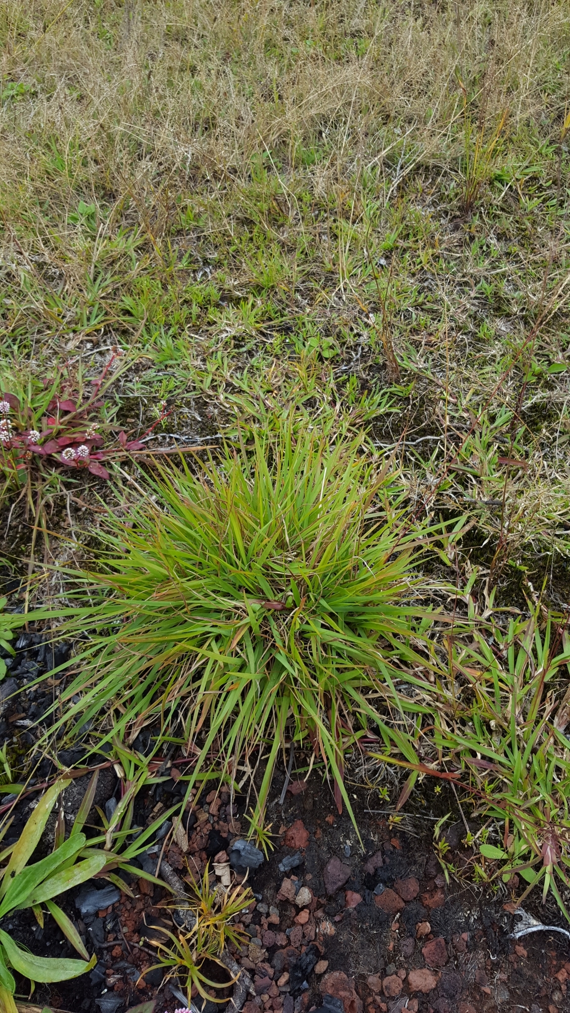 (c) François Rousseu, certains droits réservés (CC BY-NC) https://www.inaturalist.org/observations/120113814
