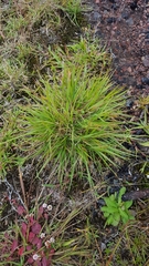 Eragrostis capensis