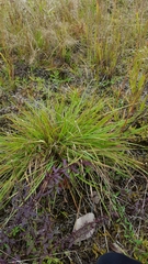 Eragrostis capensis
