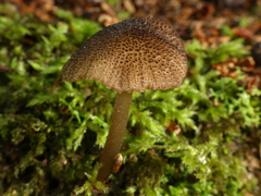 Entoloma squamiferum