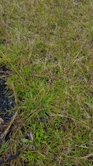 Eragrostis capensis