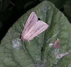 Mythimna riparia