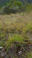 Eragrostis capensis