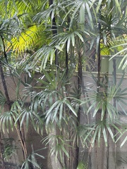 Rhapis excelsa